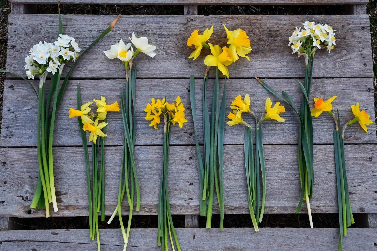 Considering Narcissus | Meristem